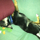 Such a silly puppy